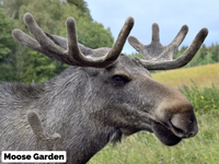 GPX-Datei: Schwedens wilde Mitte & Norwegens höchste Gipfel